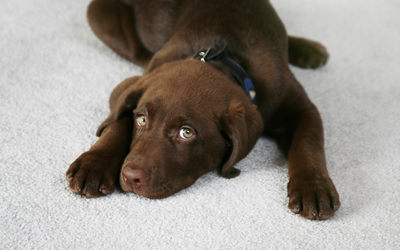 Pet Stain and Odor Removal Santa Monica